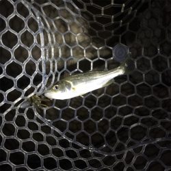 淀川ブリームゲーム ショートバイト