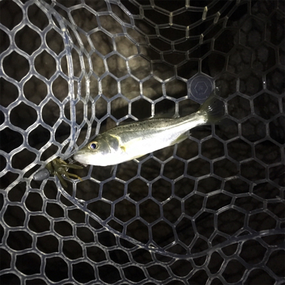 淀川ブリームゲーム ショートバイト