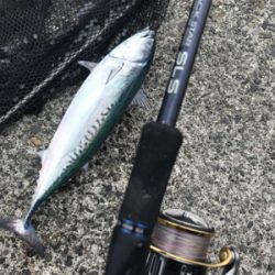 カゴ釣りで狙うソウダ！シイラ！