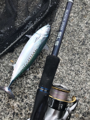 カゴ釣りで狙うソウダ！シイラ！