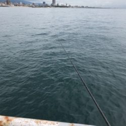 青物が釣れるはずだったが…