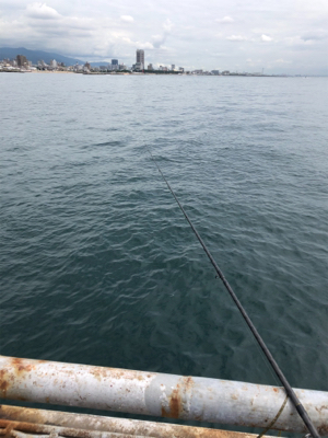 青物が釣れるはずだったが…