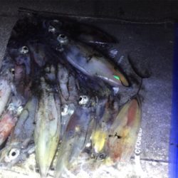 ケンサキ狙い〜