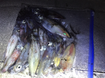 ケンサキ狙い〜