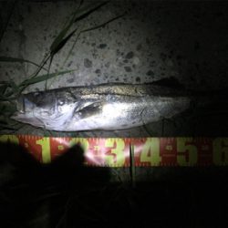 謙虚なる姿勢!野鯉翁からのアドバイス!