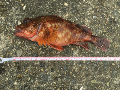 今日もガシラ狙い、楽しかったです。