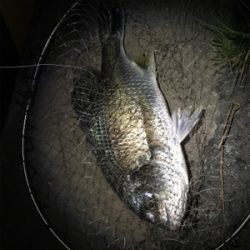 めっちゃ釣れた