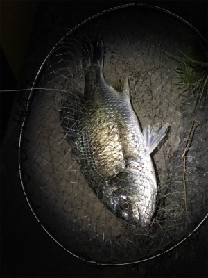 めっちゃ釣れた