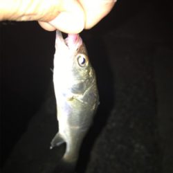 中アジを探しに