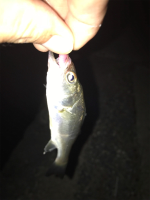 中アジを探しに