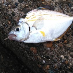 チョイ投げにて