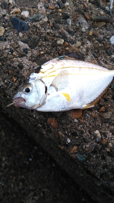 チョイ投げにて