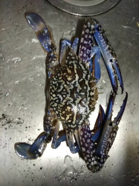 デイのライトゲーム