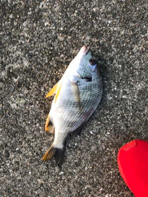 水温が高いのか(T . T)