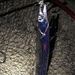 ワインドでタチウオ