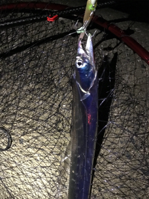 ワインドでタチウオ