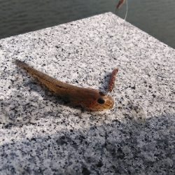 ヒイラギ、ハゼ