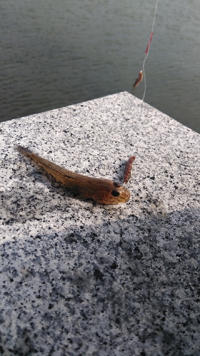 ヒイラギ、ハゼ