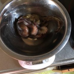 朝一オクトパッシング