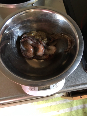 朝一オクトパッシング