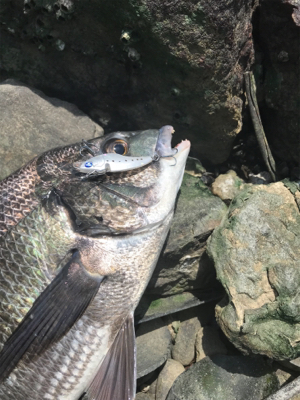 デイゲームでクロダイ連発！