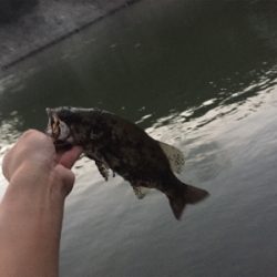 夏のNOVELゲーム開催