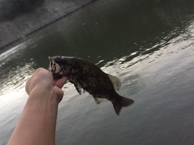 夏のNOVELゲーム開催