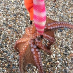 まだタコ釣れます