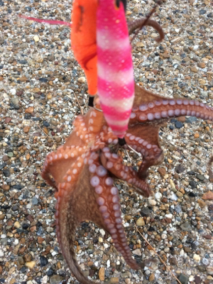 まだタコ釣れます