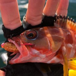 カヤックフィッシング！