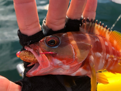 カヤックフィッシング！