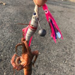 まだまだ、居てるタコ!