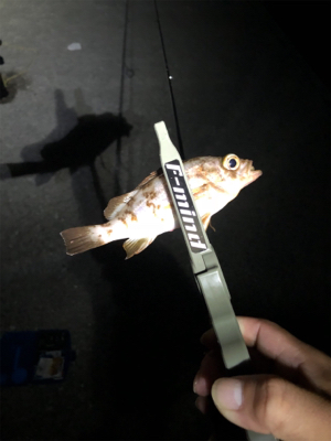 初周防大島アジング！