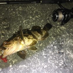 チニング お盆釣行