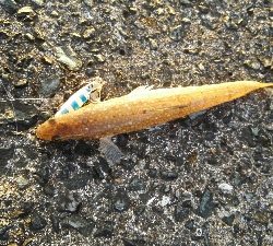 2018年8月12日釣行in福吉漁港