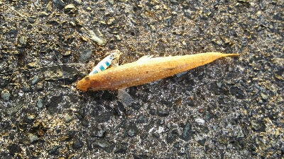 2018年8月12日釣行in福吉漁港