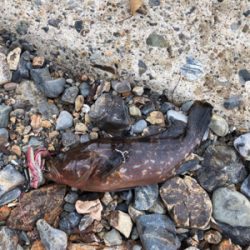 親父たちの釣行 第8弾