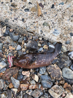 親父たちの釣行 第8弾