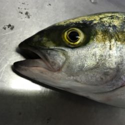 夏って感じの魚種