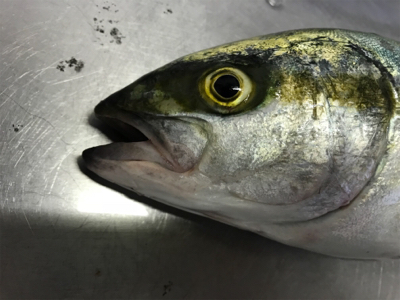 夏って感じの魚種