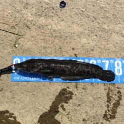 デイナマズ&ライギョ