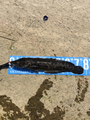 デイナマズ&ライギョ