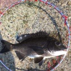 本日は魚の活性が高い！