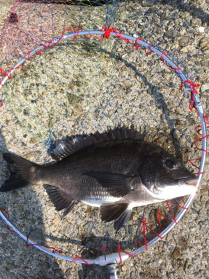 本日は魚の活性が高い！