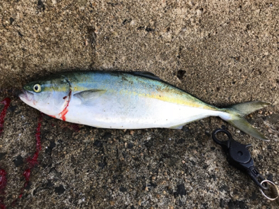 ツバスとガシラ