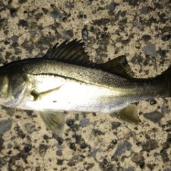 ナイスサイズアジ単体