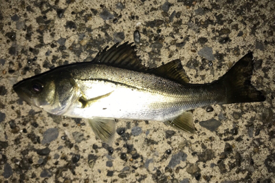 ナイスサイズアジ単体