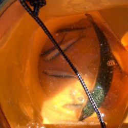 お盆休み、子供とサビキ釣り