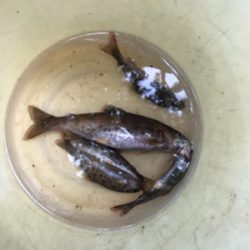 ちょっとだけヤマメ釣り