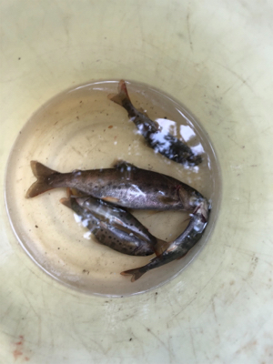 ちょっとだけヤマメ釣り